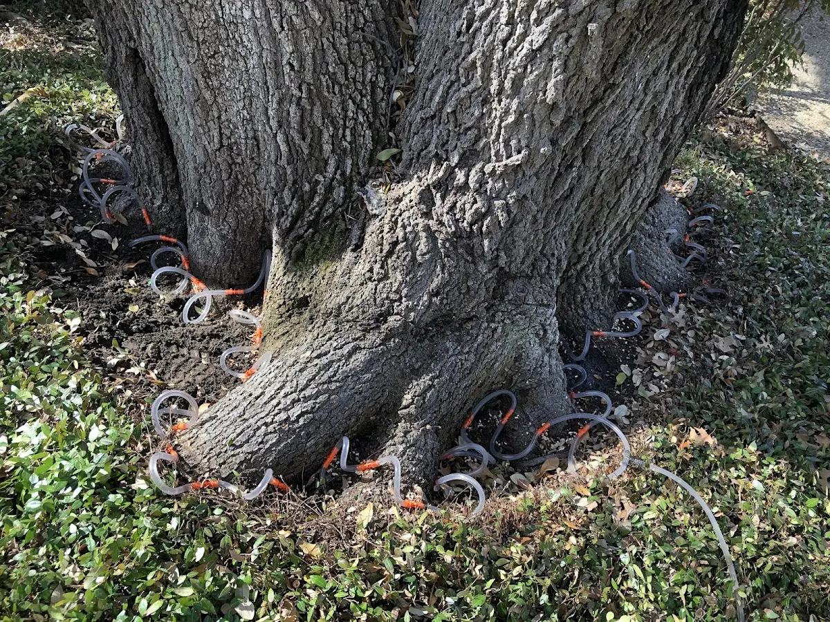 Detailed Tree Cabling and Bracing job site in Hart